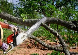 Best Pest Control for Lawns  in Brunswick, GA