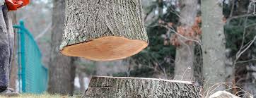 Best Tree and Shrub Care  in Brunswick, GA