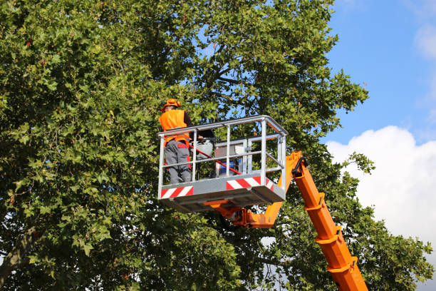 Best Tree Removal  in Brunswick, GA