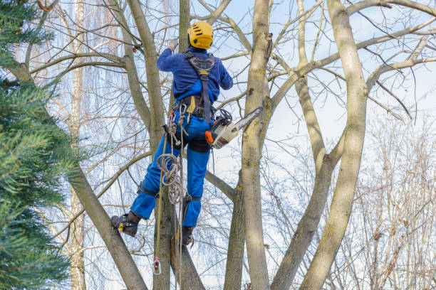Professional Tree Services in Brunswick, GA
