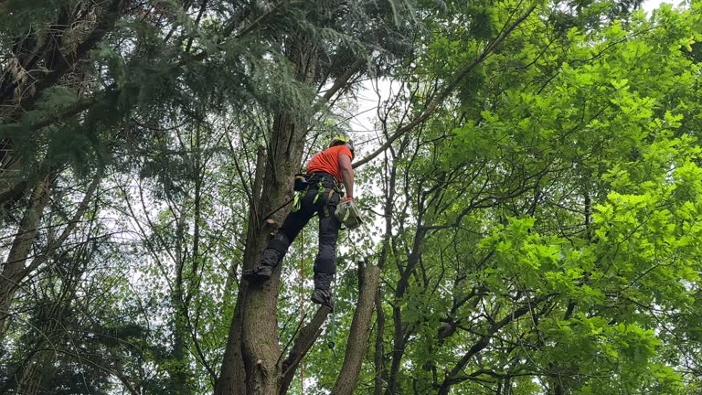 Best Fruit Tree Pruning  in Brunswick, GA