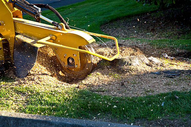 Best Hazardous Tree Removal  in Brunswick, GA