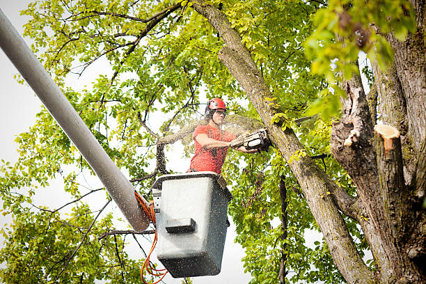 Best Leaf Removal  in Brunswick, GA