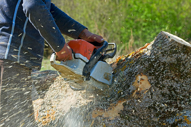 Best Lawn Renovation and Restoration  in Brunswick, GA