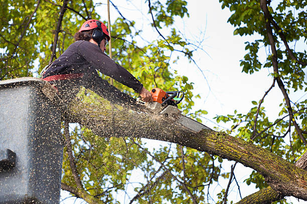 Best Tree Disease Treatment  in Brunswick, GA